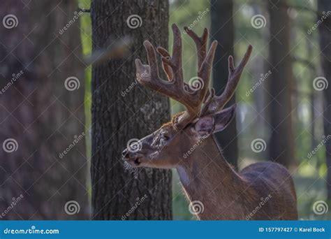 The White Tailed Deer Shedding Velvet. Stock Image - Image of brown ...