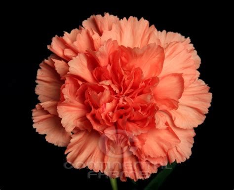 Carnation Orange Hermes Continental Farms