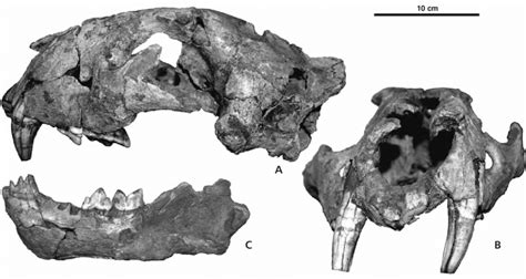 Skull of Panthera leo spelaea (Goldfuss, 1810) from an open air site in... | Download Scientific ...