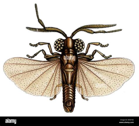 Strepsiptera Cut Out Stock Images And Pictures Alamy