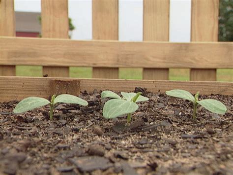 How To Grow Watermelon How Tos Diy