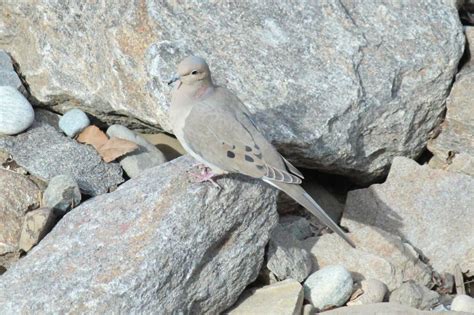 Mourning Dove Wenatchee Naturalist