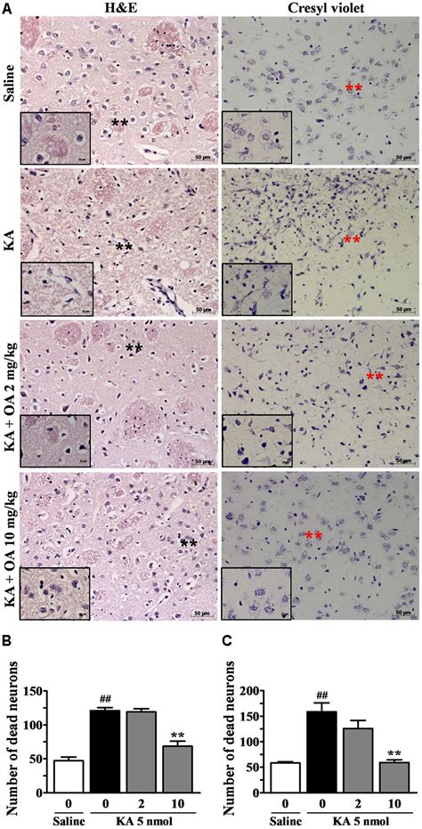 Frontiers Antiepileptic And Neuroprotective Effects Of Oleamide In