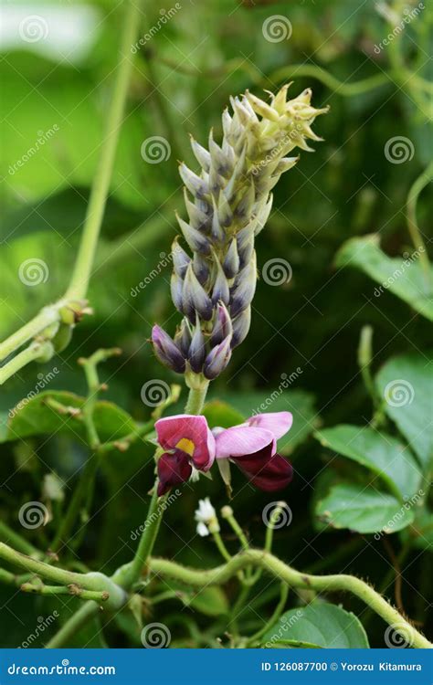 Kudzu vine flowers stock photo. Image of kanagawa, flower - 126087700