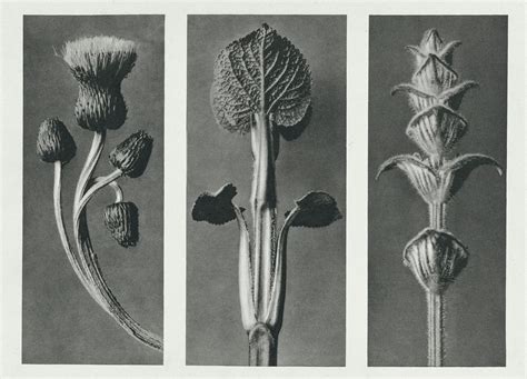 Karl Blossfeldt Cirsium Canum 19291989 Artsy 56 Off