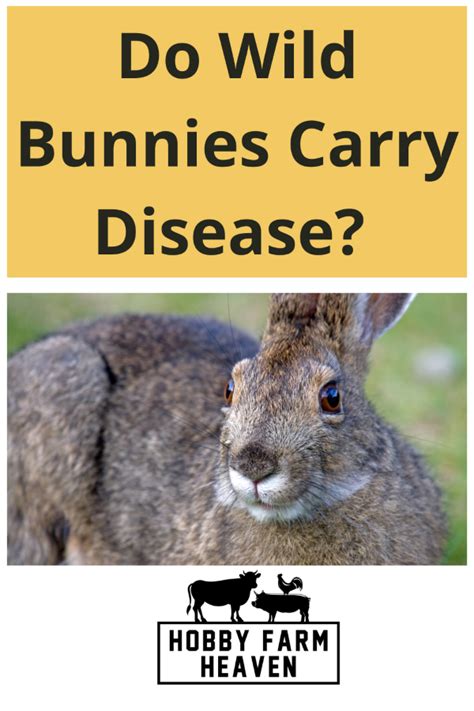 Do Wild Bunnies Carry Disease Hobby Farm Heaven