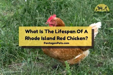 How To Raise And Care For Rhode Island Red Chicken - Pentagon Pets