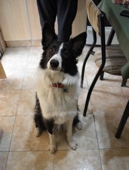 Tabla De Crecimiento De Cachorros Iron Border Collie Masculino