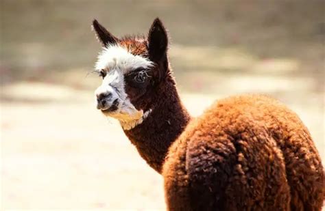 Alpaca - Description, Habitat, Image, Diet, and Interesting Facts