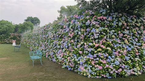 5月枝江问花海，绣球花墙引客来 长江云 湖北网络广播电视台官方网站