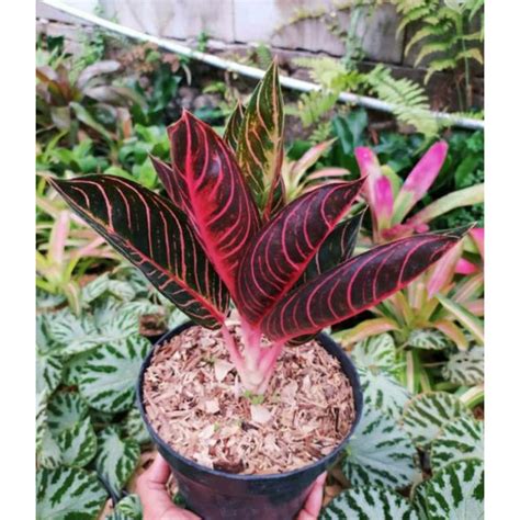 Jual Tanaman Hias Aglaonema Dona Karmen Aglonema Donacarmen Tanaman