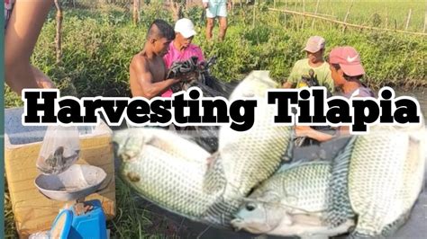 Harvesting Tilapia From Our Fishpond Youtube