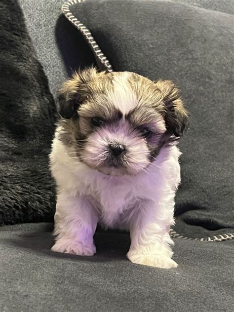 Shih Tzu Welpen Reinrassig In Ulm Baden W Rttemberg Snautz De