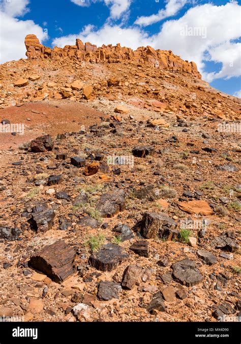 Wolverine Petrified Forest Hi Res Stock Photography And Images Alamy