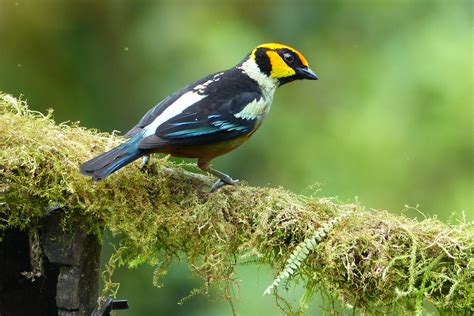 Flame Faced Tanager Mindo Ecuador Cloud Forest Frederick Bowen