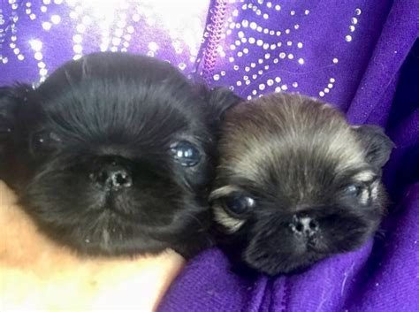 Puppies Happy Tail Pekingese