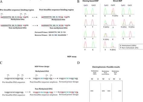 Full Article Optimizing Methodologies For Pcr Based Dna Methylation