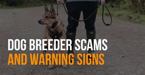 Dog Breeder Scams And Warning Signs A Guide To Safe Puppy Purchasing