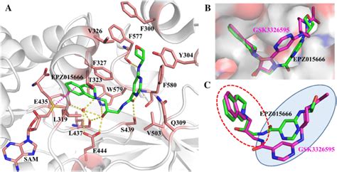 Binding Mode Analysis A The Detailed Interactions Of EPZ015666 With