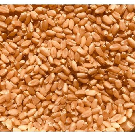 Indian Brown Organic Wheat Grain Seed For Food Processing Packaging