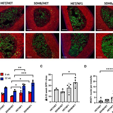 Simultaneous Knockout Of Nf1 Forced Proliferation Of Sdhb Chromaffin Download Scientific