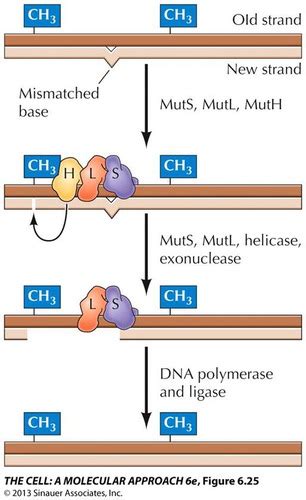 Molecular Biology Flashcards Quizlet