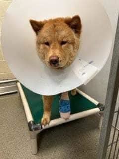 Dog with bandages on his leg found and taken to WVC shelter. : r ...