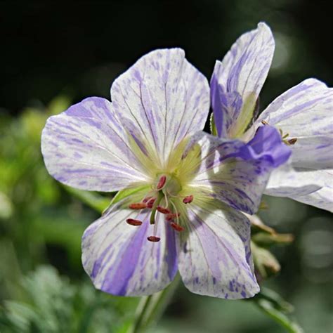 Geranium Vivace Pratense Splish Splah Fleurs Blanches Clabouss De Mauve