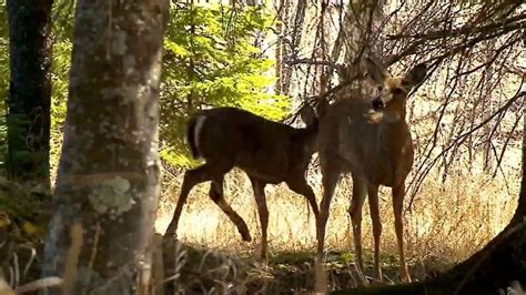 Dnr Deadly Deer Disease Now Confirmed In 6 Southwest Michigan Counties