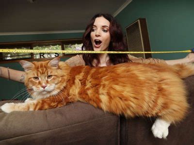 Maiores Gatos Do Mundo Fatos Desconhecidos