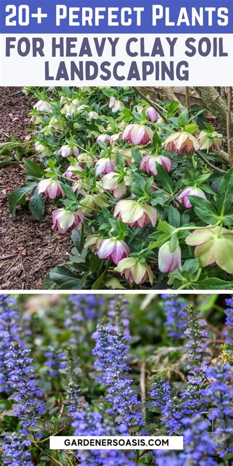 Best Plants For Clay Soil 20 Perennials You Ll Want In Your Garden