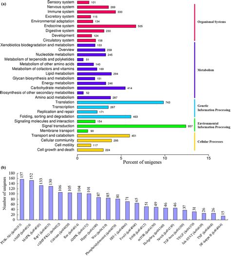 KEGG Orthology KO Classification A And Third Tier KEGG Pathways In