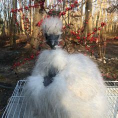 Naked Neck Silkies Ideas Silkies Pet Chickens Crazy Chicken Lady