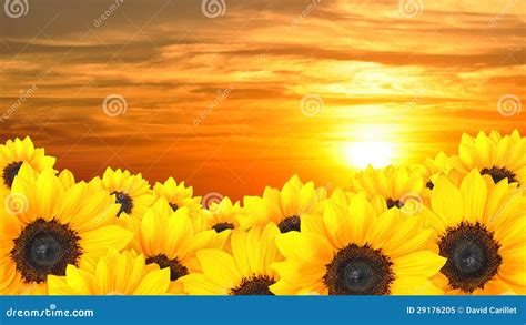 Field Of Yellow Flowers Sunset