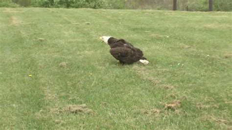 Recovered Bald Eagle Released Into Cambria County After Suffering From