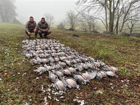 Chasse Au Pigeon Ramier En Irlande Chasses La Journ E En Irlande