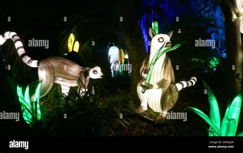 Los Angeles, California, USA 12th January 2023 Lemurs at Zoo Lights ...