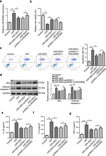 Full Article Dexmedetomidine Promotes Cell Proliferation And Inhibits Cell Apoptosis By