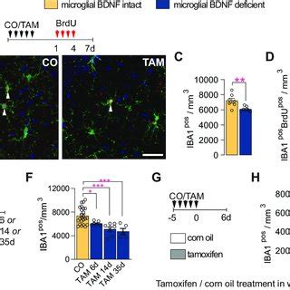 Microglial Bdnf Deficiency Does Not Influence The Dendritic Morphology