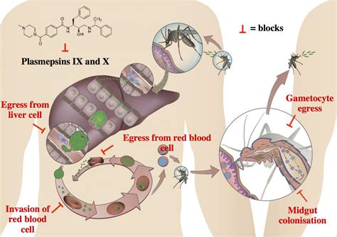 Key Roles Of Two Plasmodium [image] Eurekalert Science News Releases