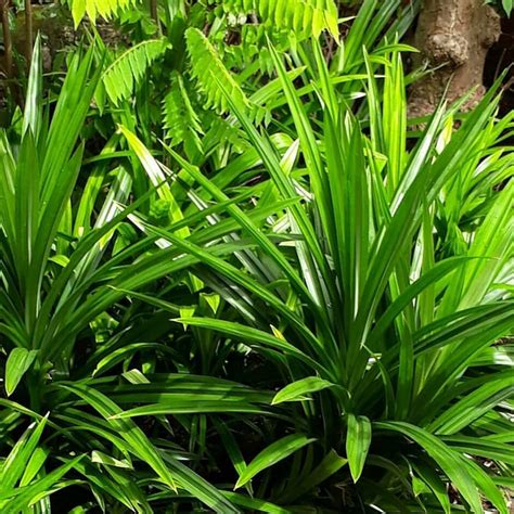 Jual Daun Pandan Wangi Segar Lembar Baru Di Petik Shopee Indonesia