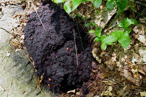 Bear Scat Paul Comstock Flickr