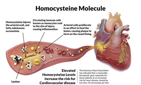 1 Homocysteine Doctors Diary