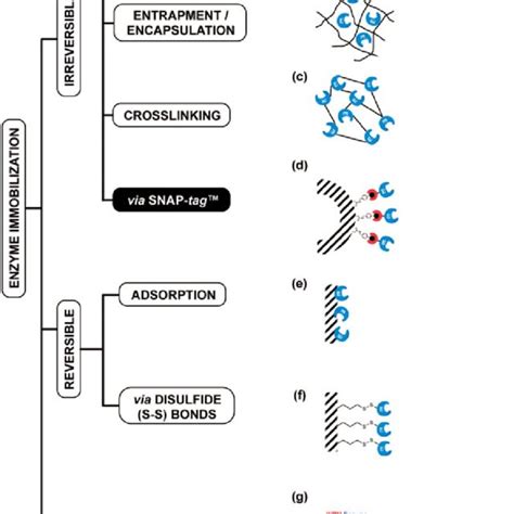 Examples Of Enzyme Immobilisation Methods Among The Traditional