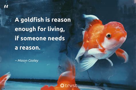 17 Goldfish Quotes About The Golden Gliders