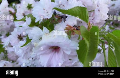 Prunus Serrulata Kanzan Leaf Stock Videos Footage Hd And K Video