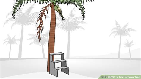 How to Trim a Palm Tree: 13 Steps (with Pictures) - wikiHow