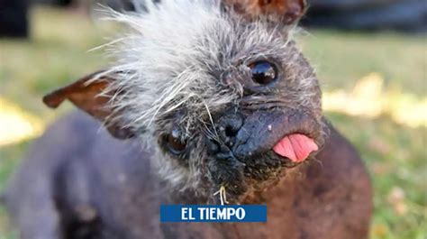 Mr Happy Face El Perro M S Feo Del Mundo En Colombia Head