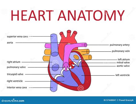 Heart Anatomy Stock Vector - Image: 57448841