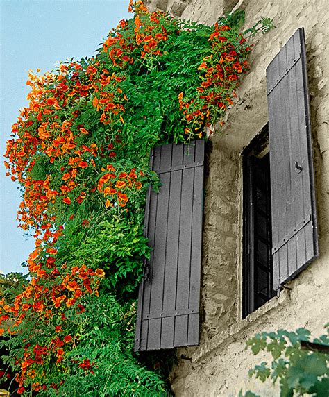 Кампсис [60 Фото видов] ? Посадка, уход, обрезка и выращивание